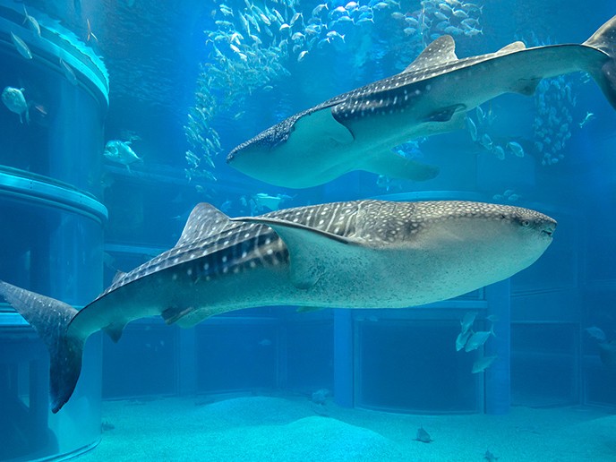 海遊館
